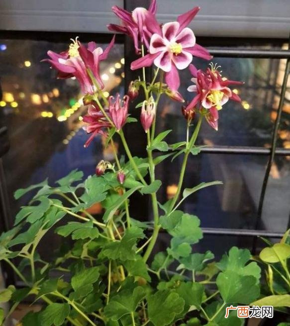 比较好养的花,想养花,养什么好