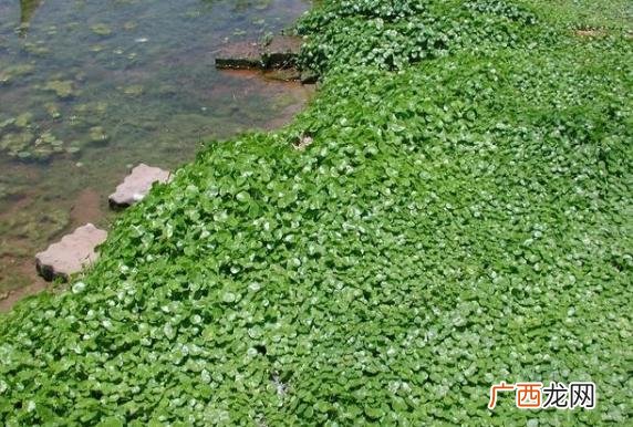 比较好养的花,想养花,养什么好