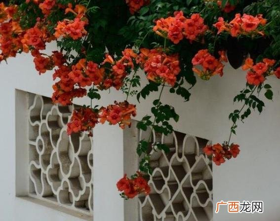 比较好养的花,想养花,养什么好