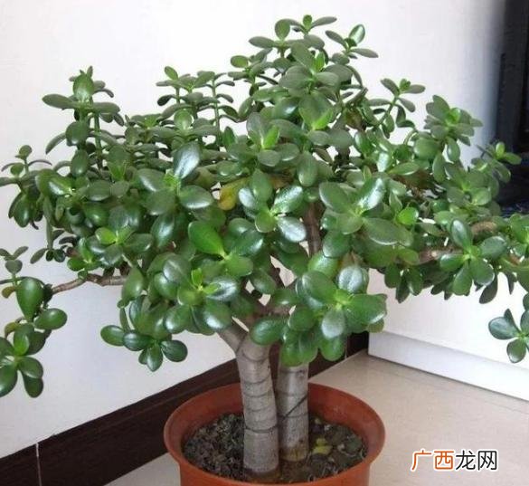 比较好养的花,想养花,养什么好