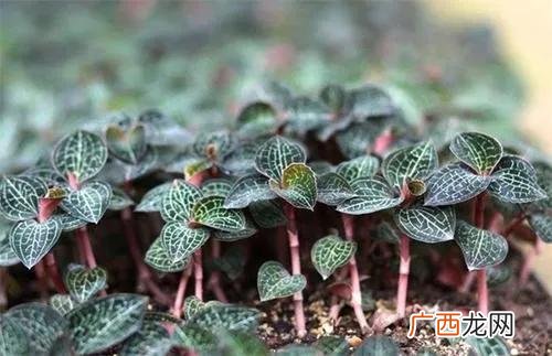 大学生创业养殖业有补贴吗,创业资助补贴