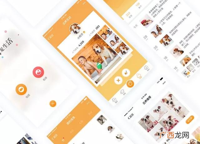 我的创业计划,云养猫创业计划