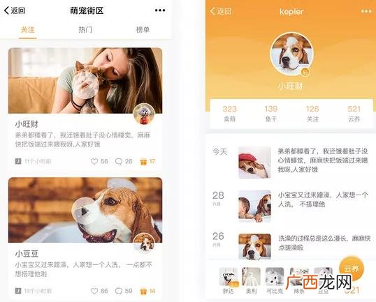 我的创业计划,云养猫创业计划