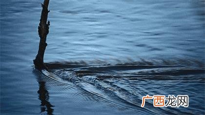 吴胜明老公后来复婚 71岁创业老人