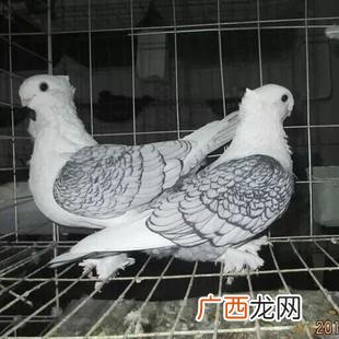 中国点子鸽视频 点子哥商盟