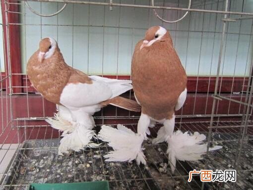 中国点子鸽视频 点子哥商盟