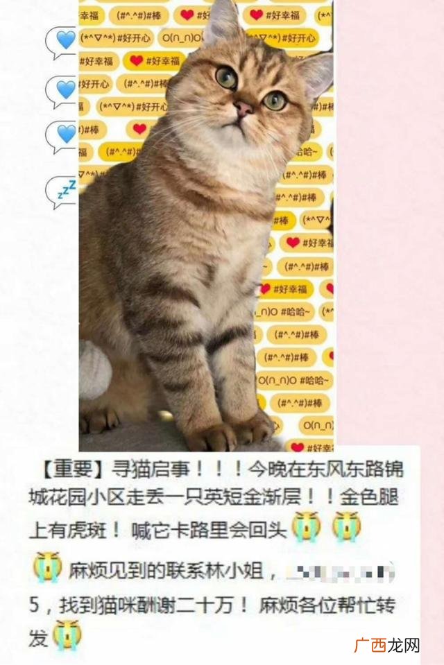 悬赏猫到账截图,悬赏猫app下载破解版