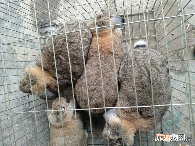 养殖兔子好卖吗,创业养兔子怎么样