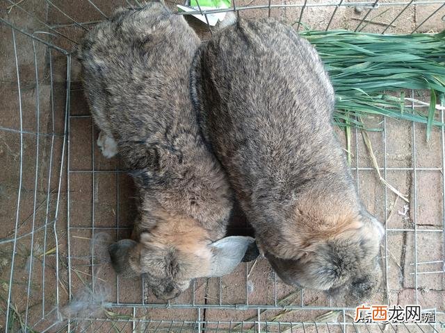 养殖兔子好卖吗,创业养兔子怎么样