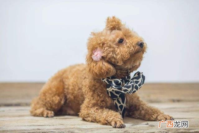 小狗突然瘫痪有办法治好吗,狗狗双腿瘫痪了怎么办