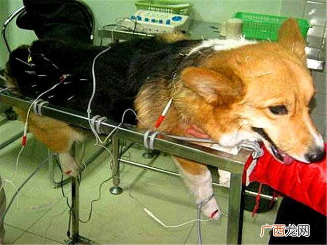 小狗突然瘫痪有办法治好吗,狗狗双腿瘫痪了怎么办