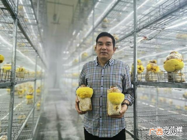 桑黄栽培技术培训,桑黄种植技术书