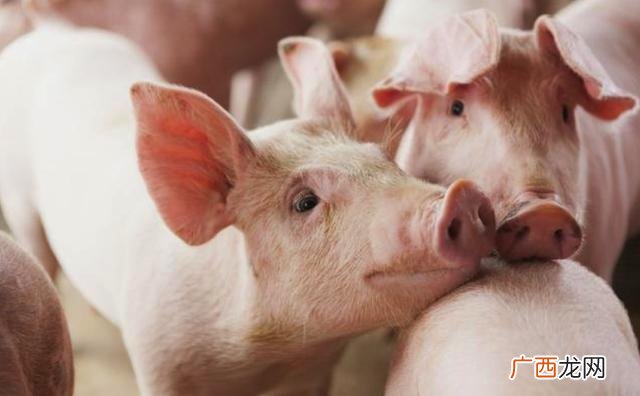 养猪技术心得体会怎么写 养猪培训的心得体会