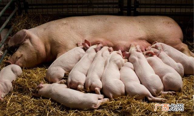 养猪技术心得体会怎么写 养猪培训的心得体会