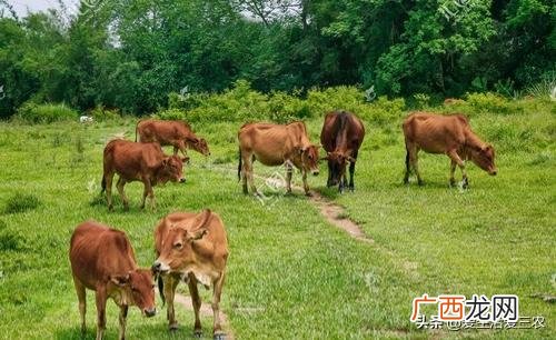 新手养什么比较挣钱 创业大咖