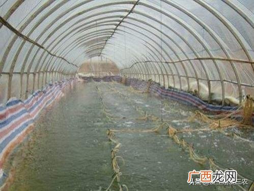 新手养什么比较挣钱 创业大咖