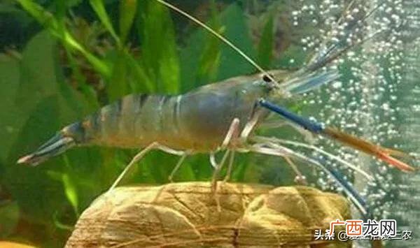 新手养什么比较挣钱 创业大咖