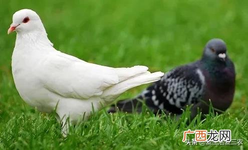 新手养什么比较挣钱 创业大咖