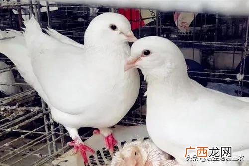 新手养什么比较挣钱 创业大咖