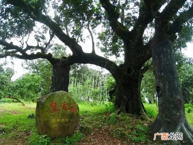 最近的荔枝果园在哪里,深圳南山果园