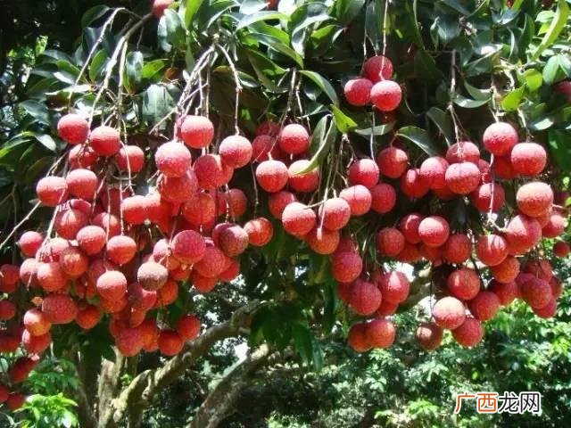 最近的荔枝果园在哪里,深圳南山果园