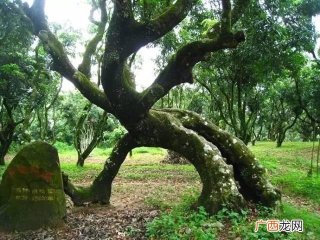 最近的荔枝果园在哪里,深圳南山果园