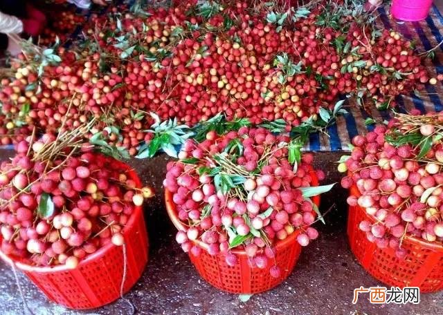 最近的荔枝果园在哪里,深圳南山果园
