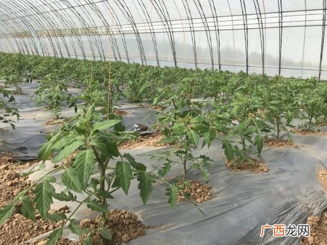 杨凌农科院简介 杨凌创业园区