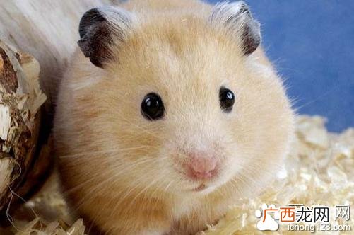 在家养仓鼠卖利润怎么样,仓鼠养殖方法和注意事项