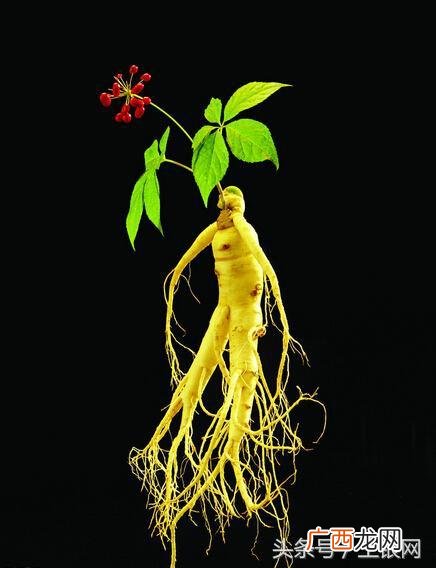 人参在什么季节种植,怎样在家自己种人参