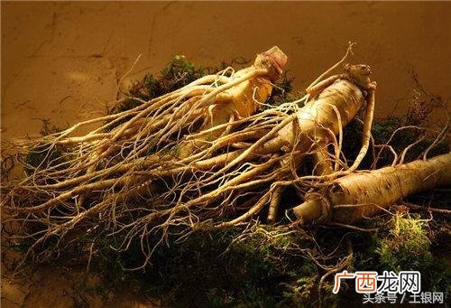 人参在什么季节种植,怎样在家自己种人参