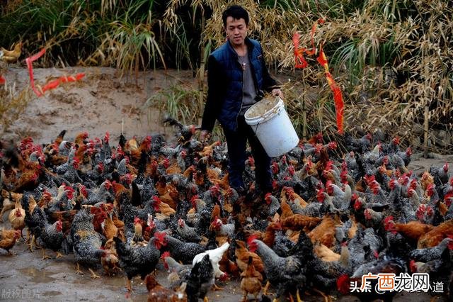 农村创业做什么最适合 农村怎么创业