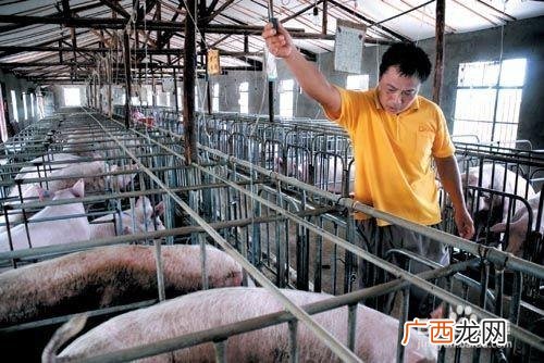 猪场夏天最好降温方法,多少头母猪用一头公猪