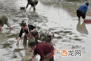 村民哄抢虾 大学生回乡养虾遭哄抢