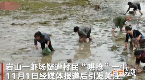 村民哄抢虾 大学生回乡养虾遭哄抢