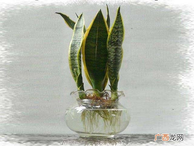水培植物怎么养,水培植物创业
