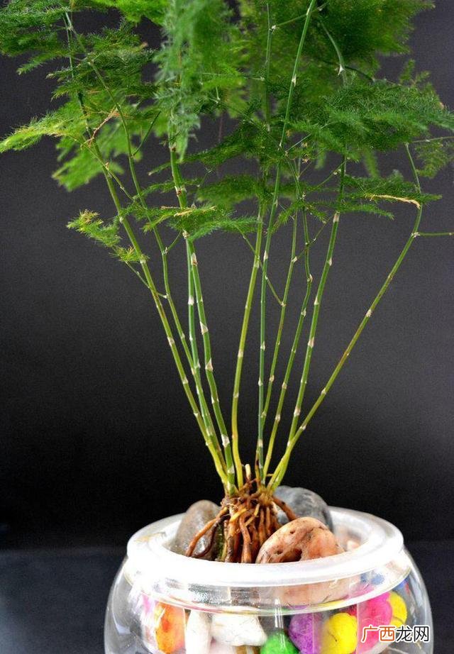 水培植物怎么养,水培植物创业