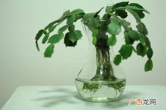 水培植物怎么养,水培植物创业