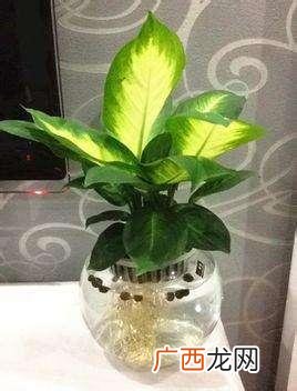 水培植物怎么养,水培植物创业