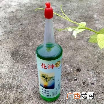 水培植物怎么养,水培植物创业
