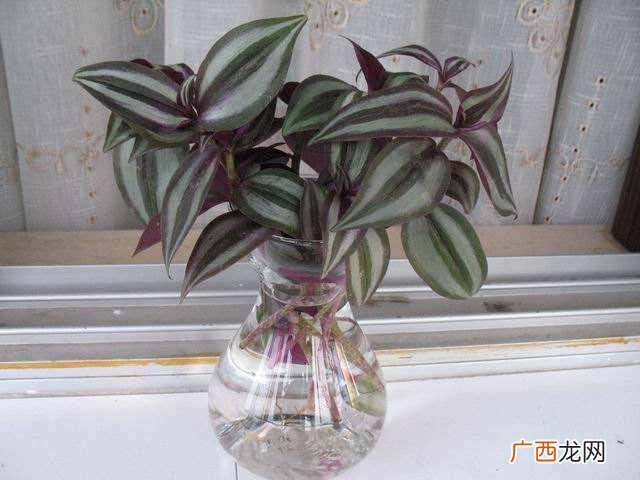 水培植物怎么养,水培植物创业