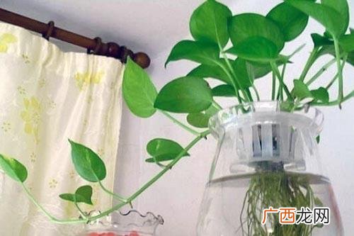 水培植物怎么养,水培植物创业
