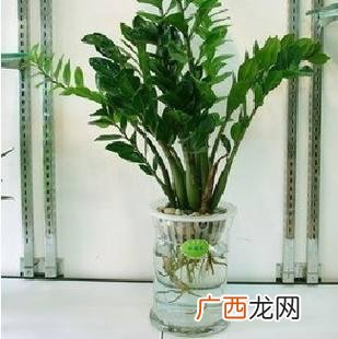 水培植物怎么养,水培植物创业