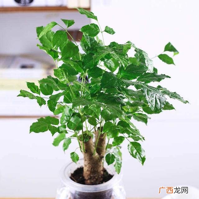 水培植物怎么养,水培植物创业