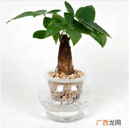 水培植物怎么养,水培植物创业