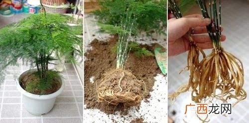 水培植物怎么养,水培植物创业