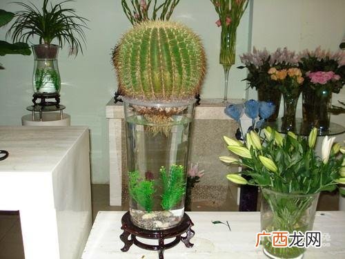 水培植物怎么养,水培植物创业