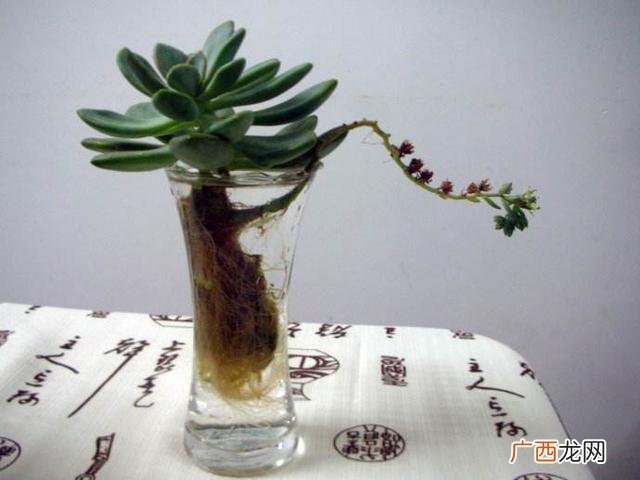 水培植物怎么养,水培植物创业