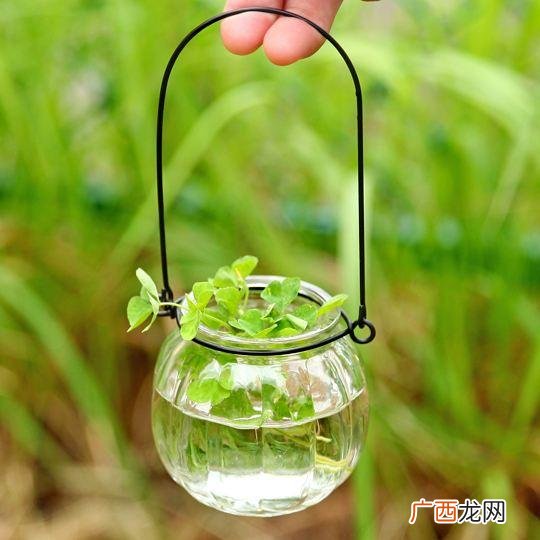 水培植物怎么养,水培植物创业