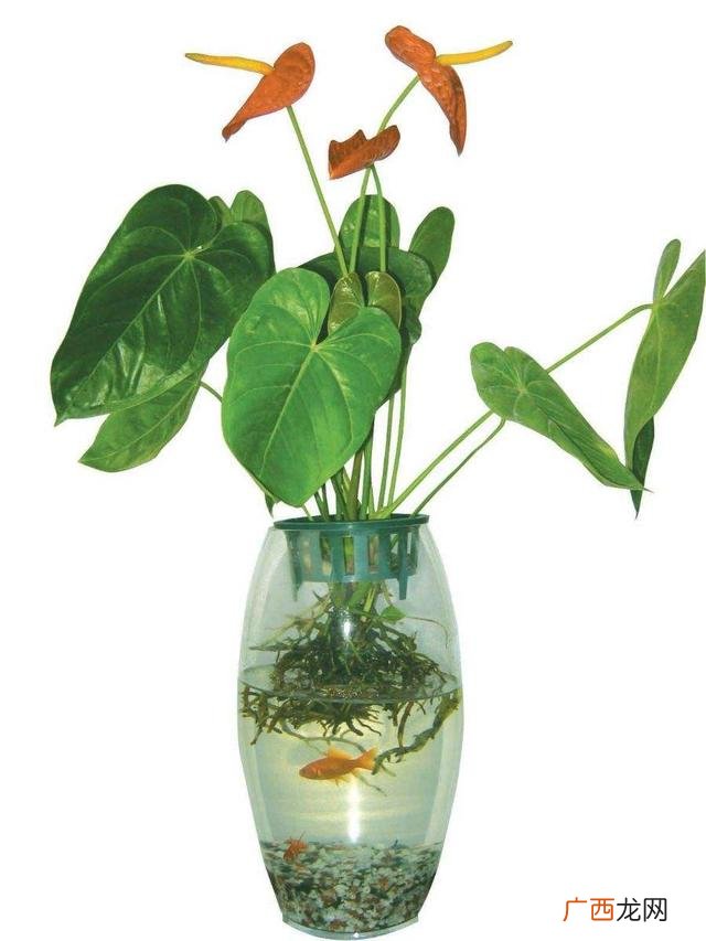 水培植物怎么养,水培植物创业